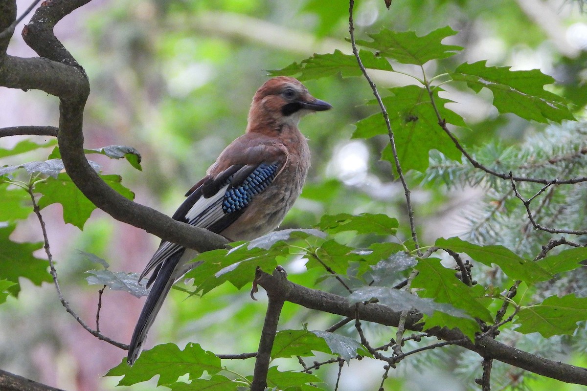 Eurasian Jay - ML620604396