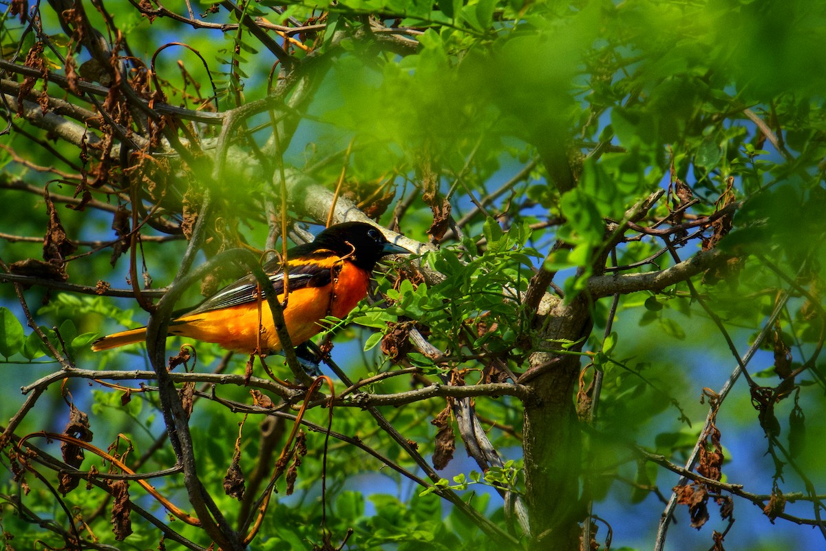 Oriole de Baltimore - ML620604398