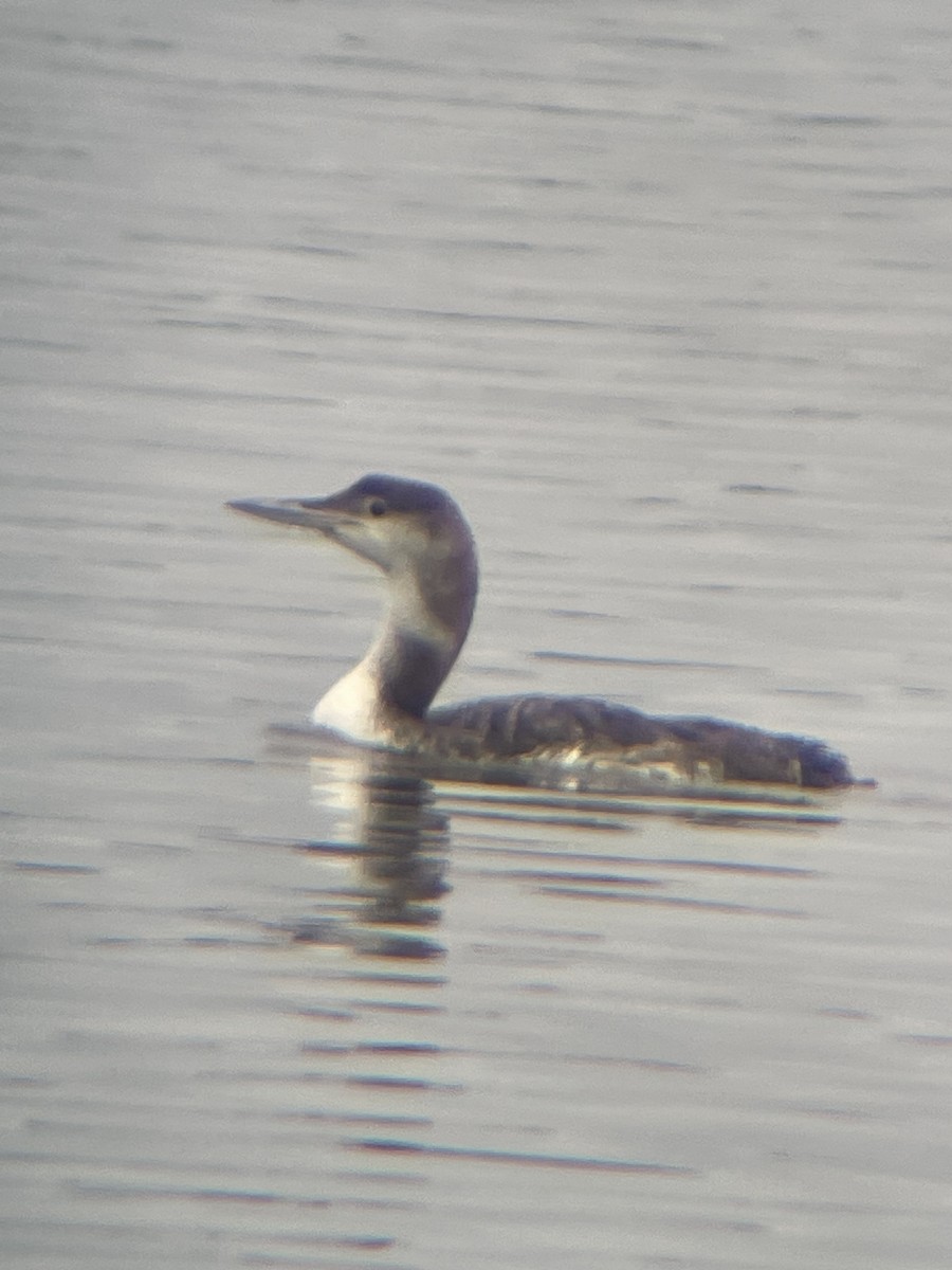 Common Loon - ML620604400