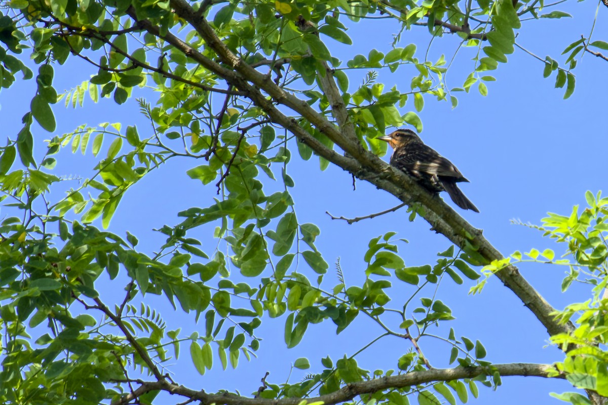 Red-winged Blackbird - ML620604404