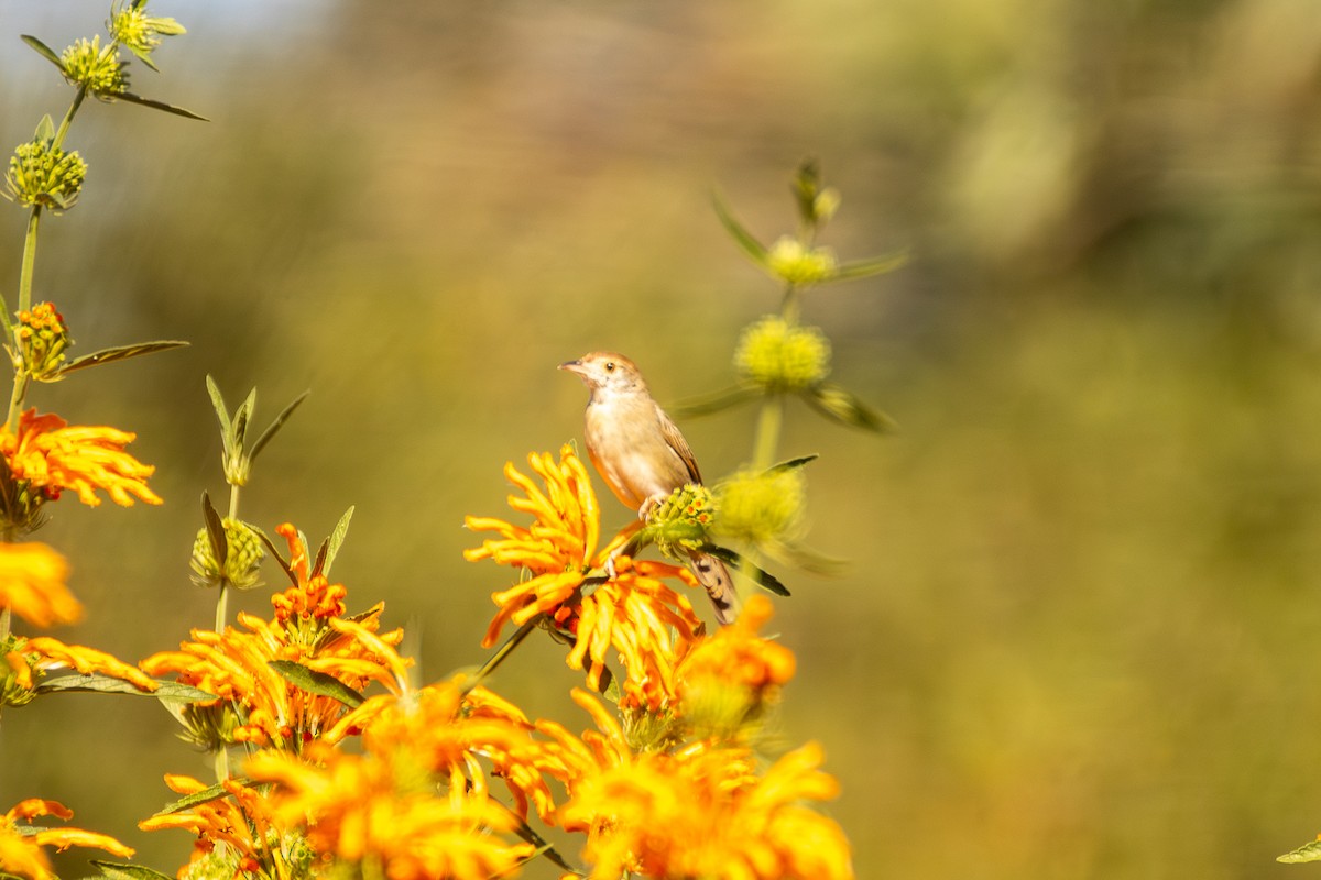 Rattling Cisticola - ML620604405