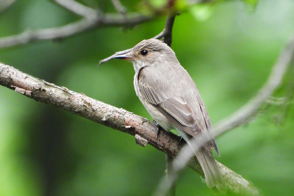 Spotted Flycatcher - ML620604412