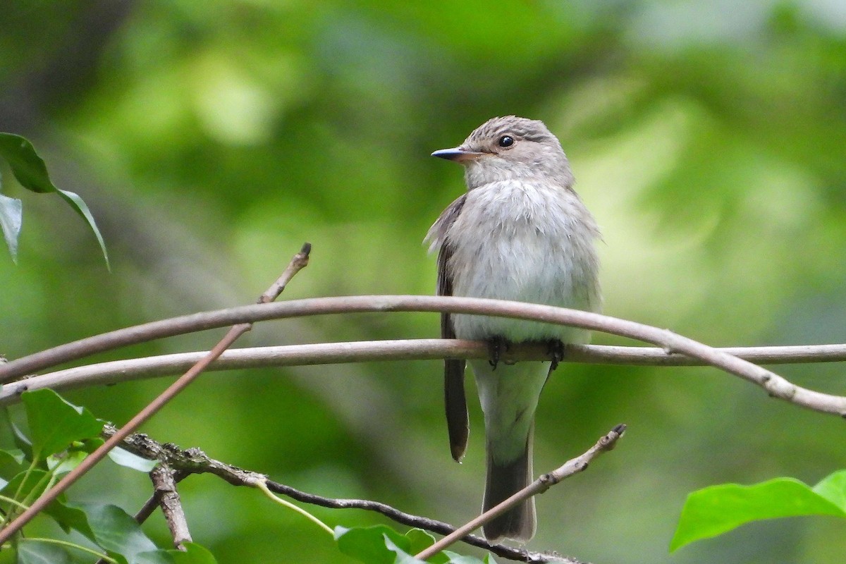 Spotted Flycatcher - Vladislav Železný