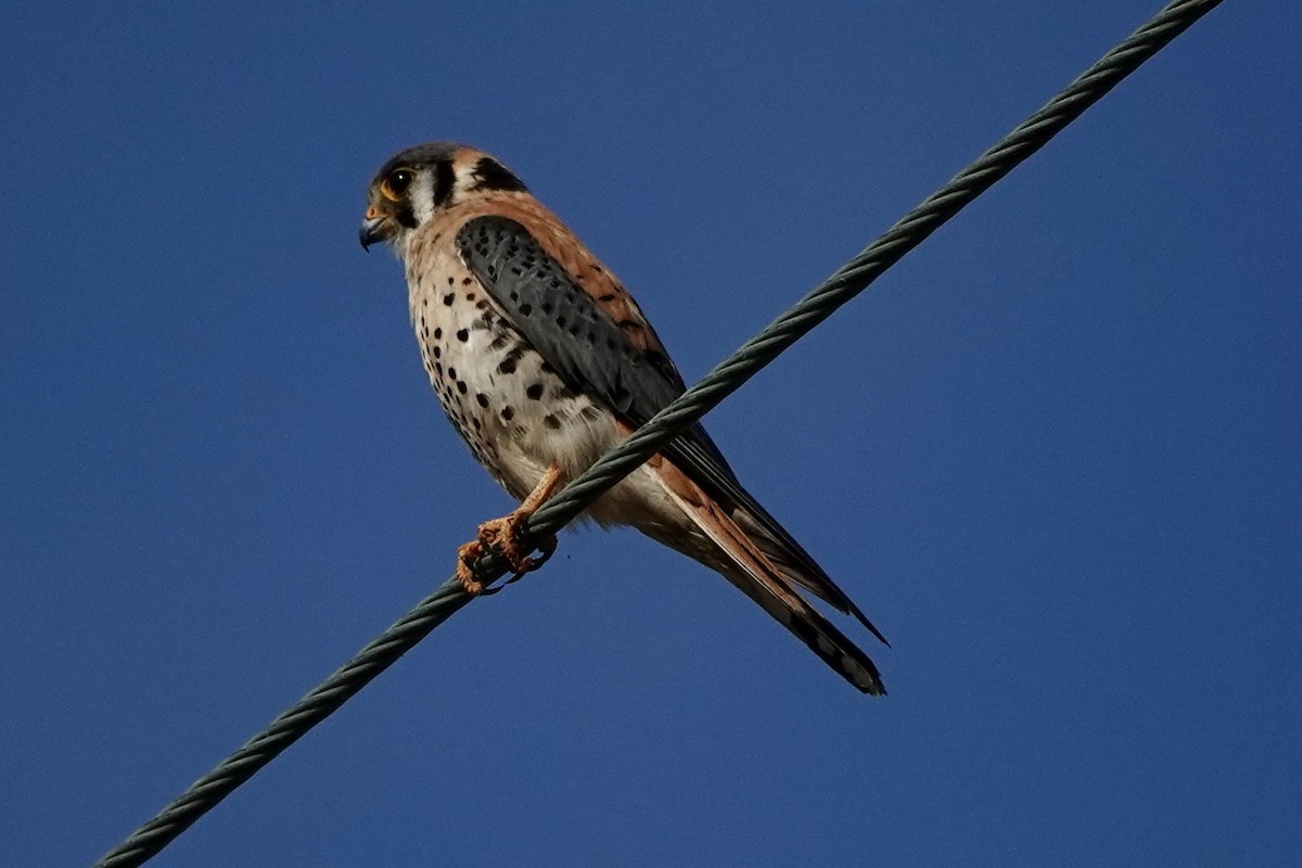 American Kestrel - ML620604427