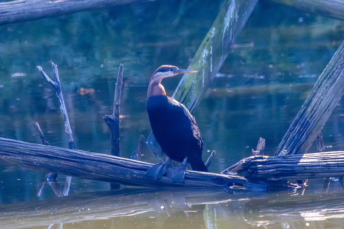 Afrika-Schlangenhalsvogel - ML620604431