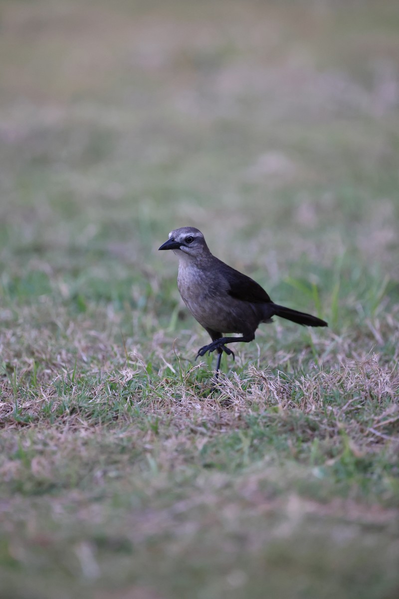 Carib Grackle - ML620604440