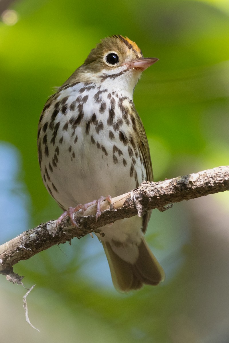 Ovenbird - ML620604441