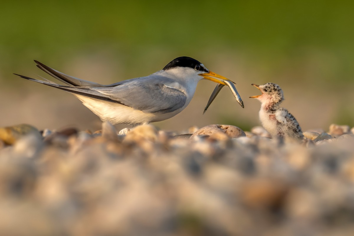 Least Tern - ML620604443