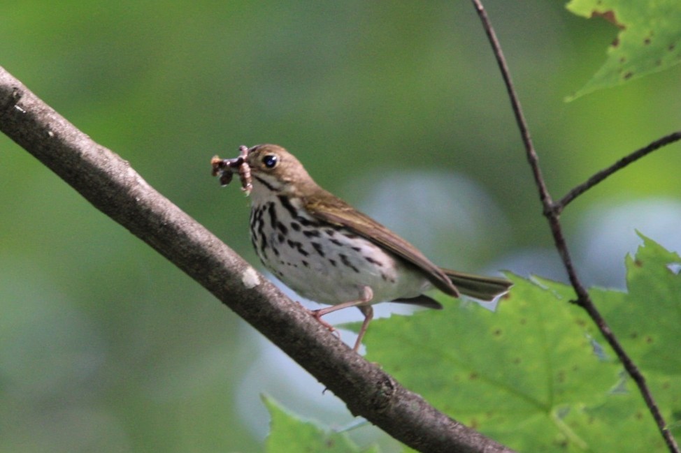 Ovenbird - ML620604450