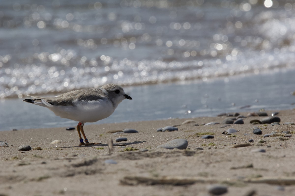 Piping Plover - ML620604451