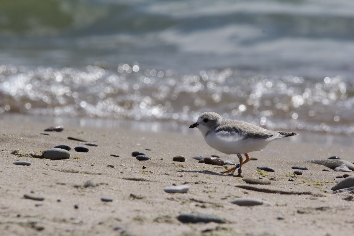 Piping Plover - ML620604452