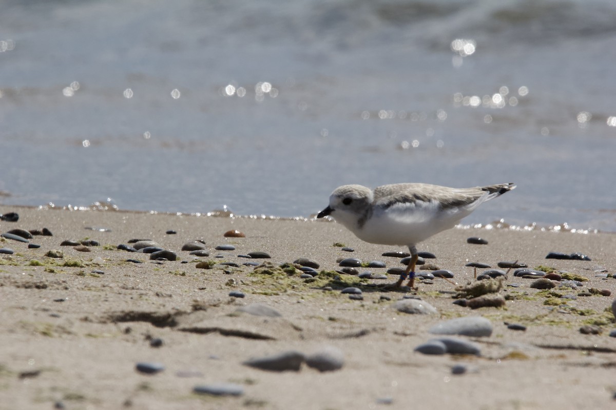 Piping Plover - ML620604453