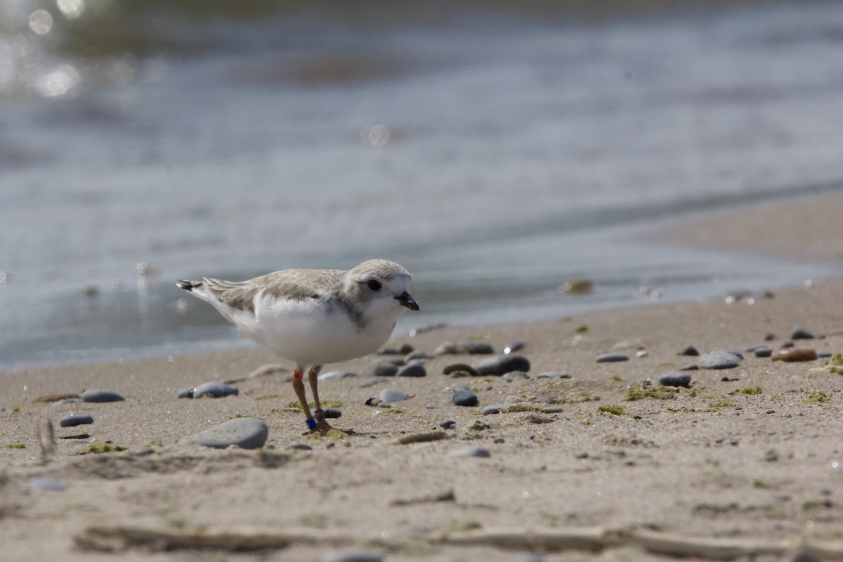 Piping Plover - ML620604454