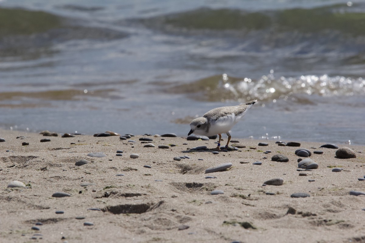 Piping Plover - ML620604456