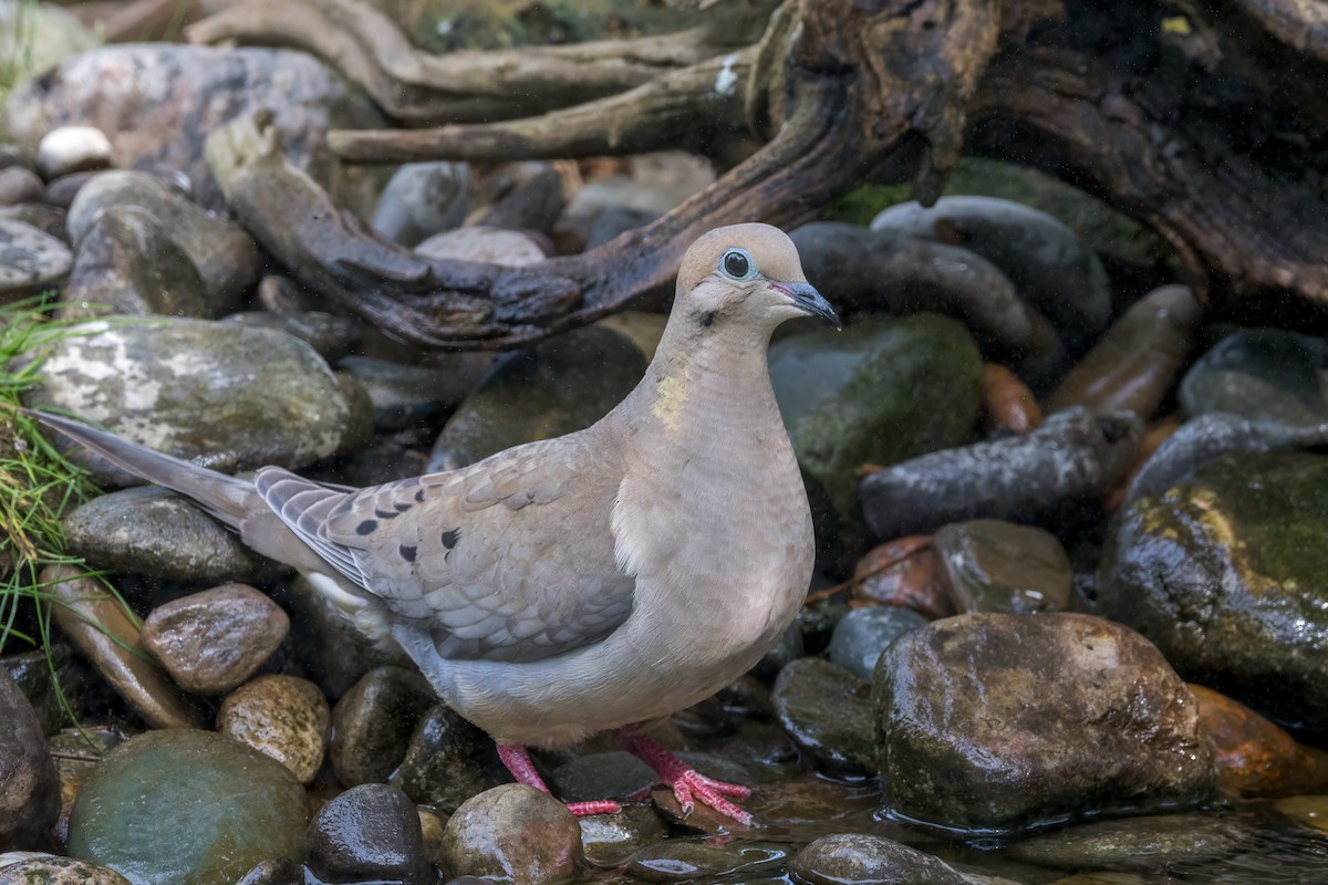 Mourning Dove - ML620604457