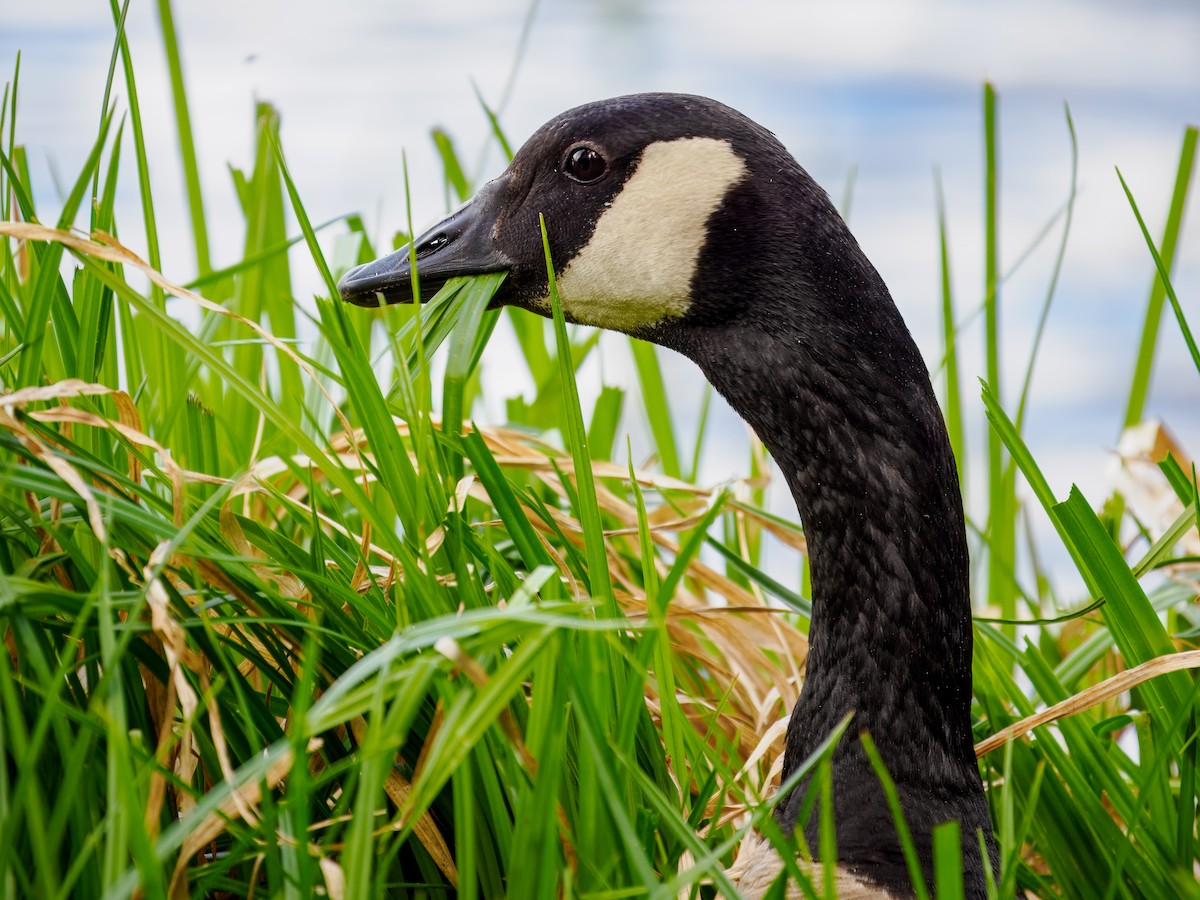 Canada Goose - ML620604458