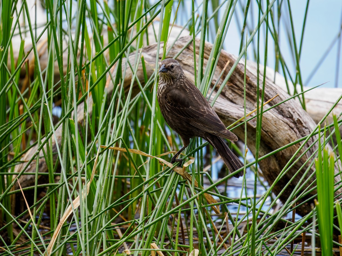 Red-winged Blackbird - ML620604460