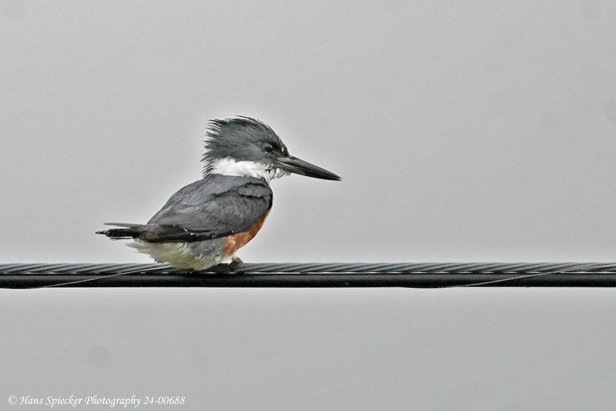 Belted Kingfisher - ML620604461