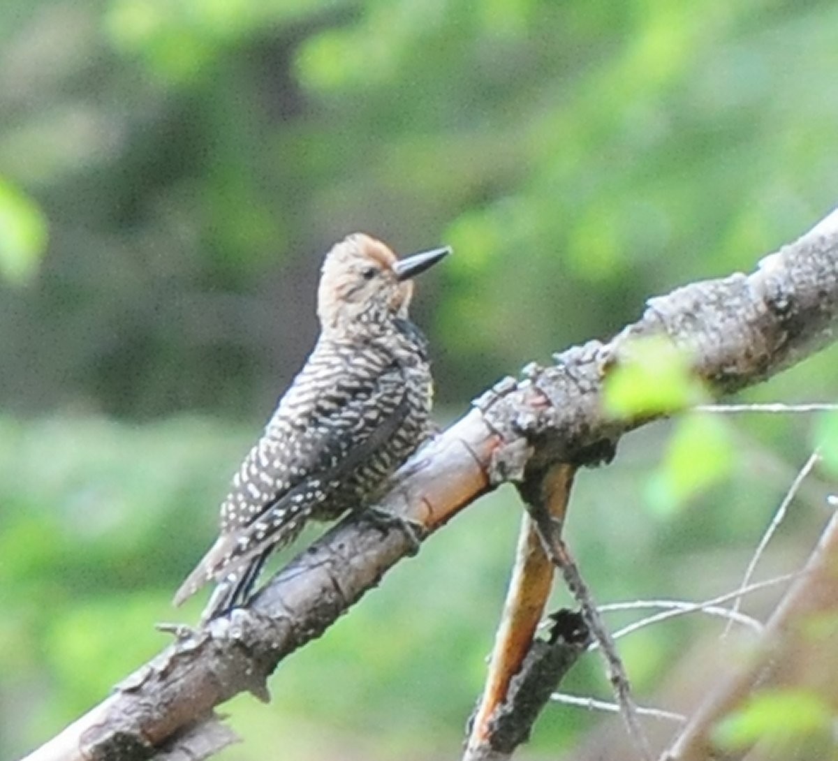 Williamson's Sapsucker - Benny Gadsden