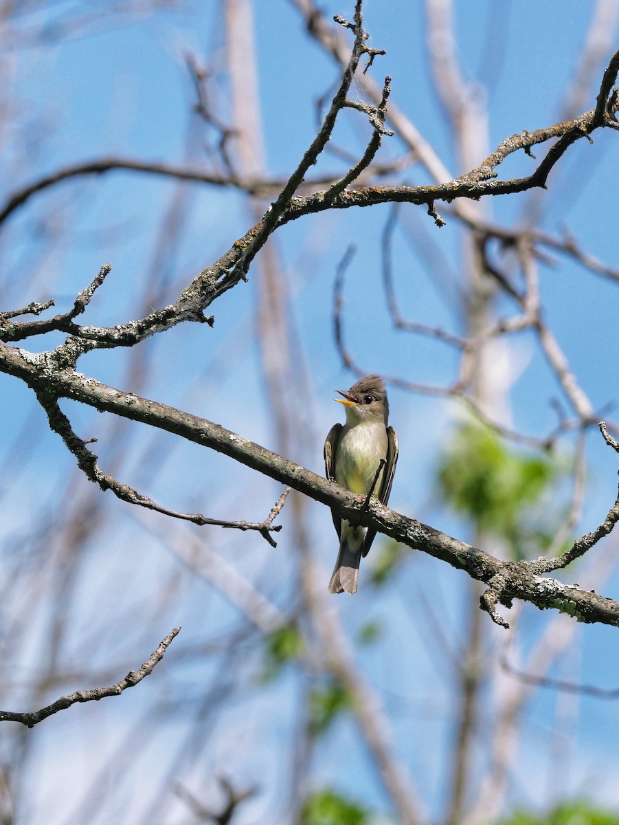 Eastern Wood-Pewee - ML620604467