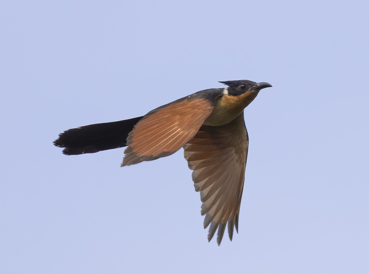 Chestnut-winged Cuckoo - ML620604468