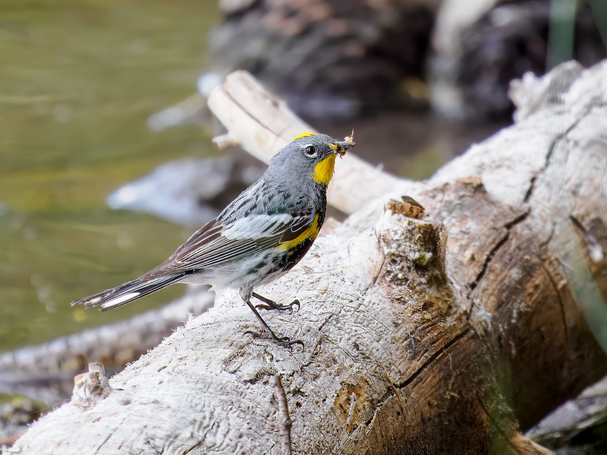 Yellow-rumped Warbler - ML620604469