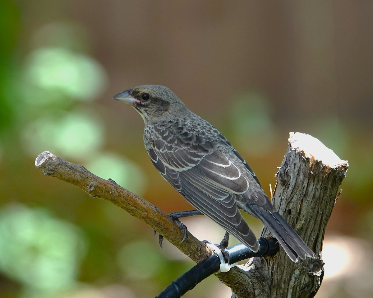 Bronzed Cowbird - ML620604470