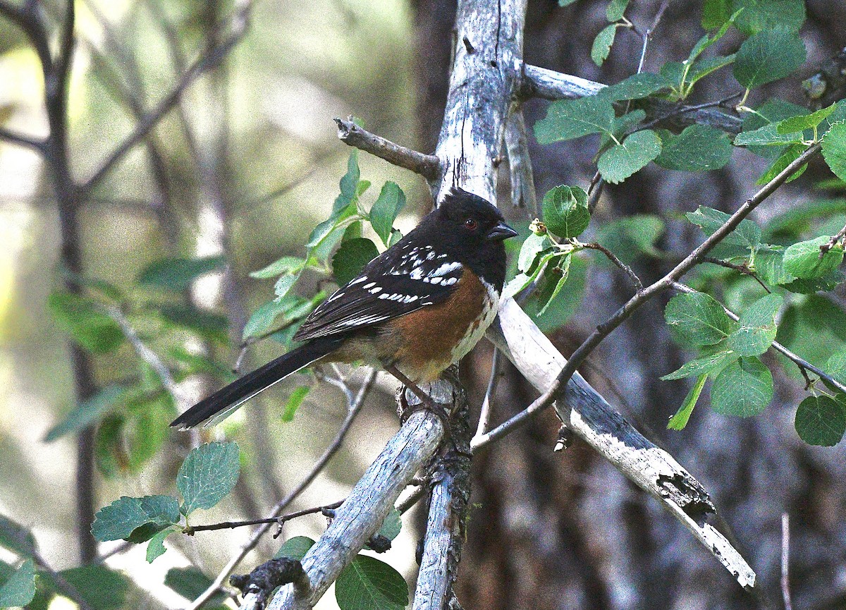 Spotted Towhee - ML620604473