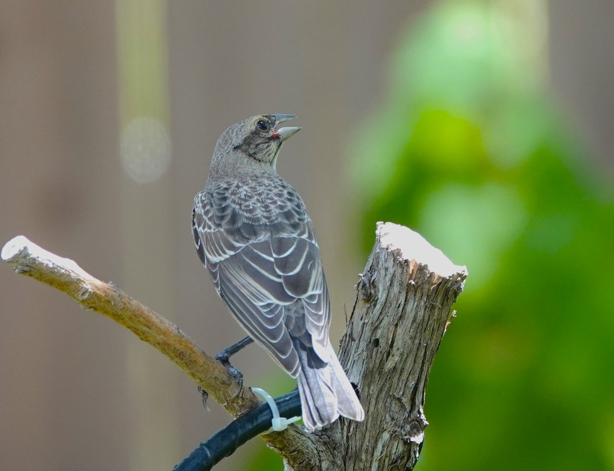 Bronzed Cowbird - ML620604474