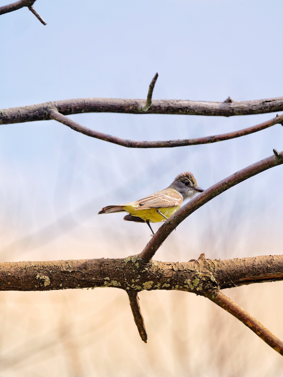 Great Crested Flycatcher - ML620604475