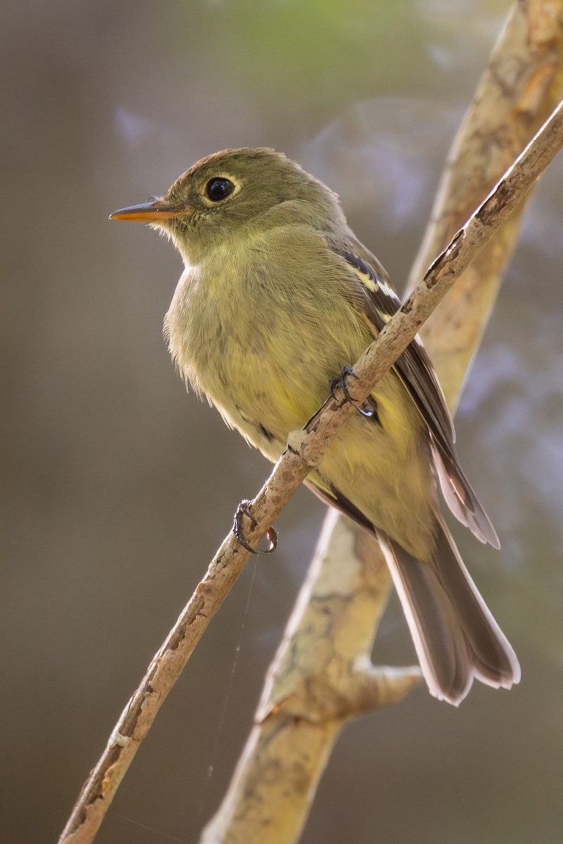 Yellow-bellied Flycatcher - ML620604476