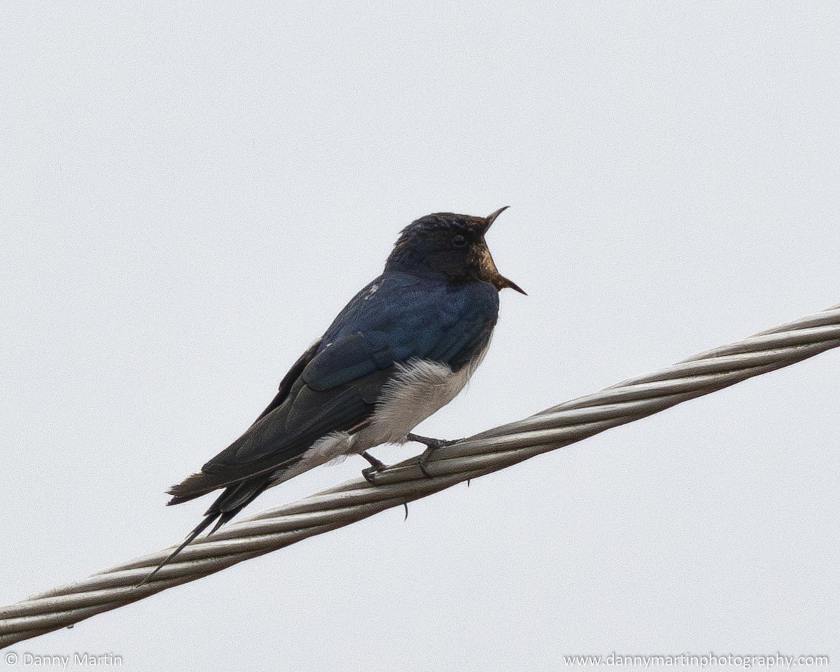 Barn Swallow - ML620604477