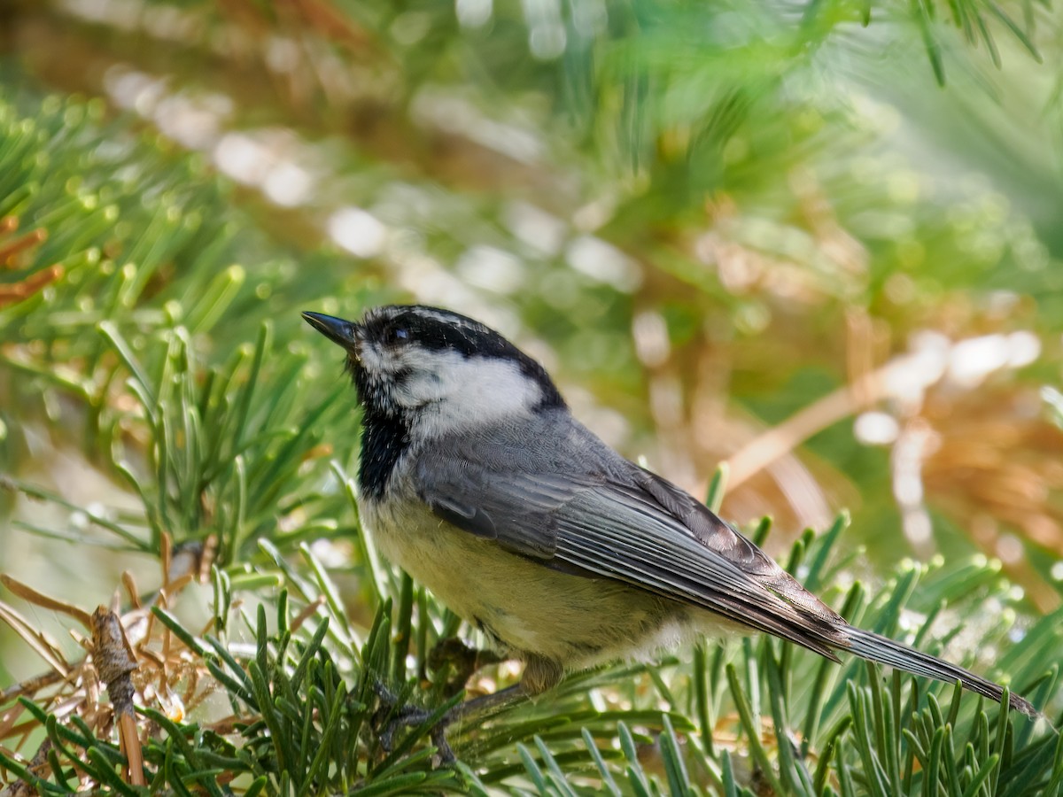 Mountain Chickadee - ML620604478