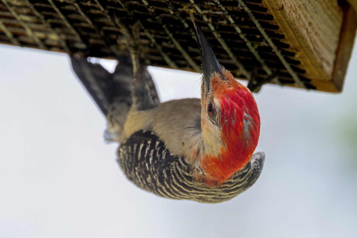 Red-bellied Woodpecker - ML620604479