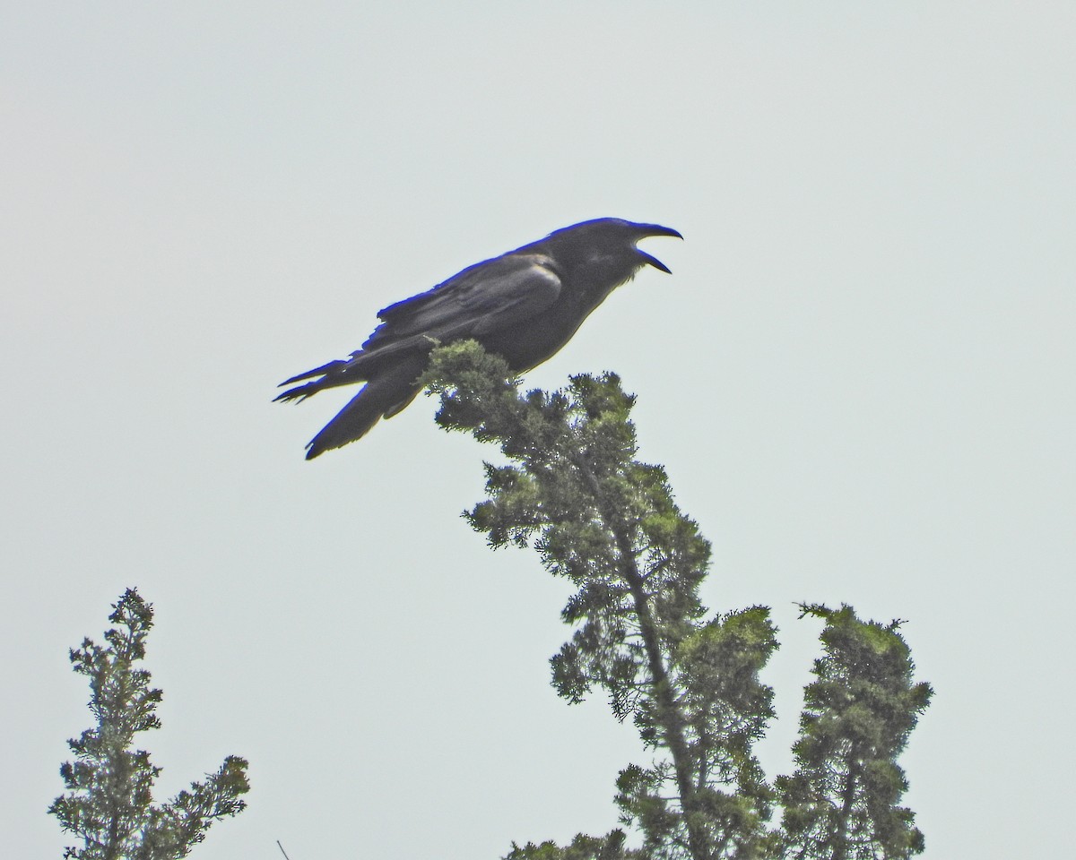 Common Raven - ML620604480