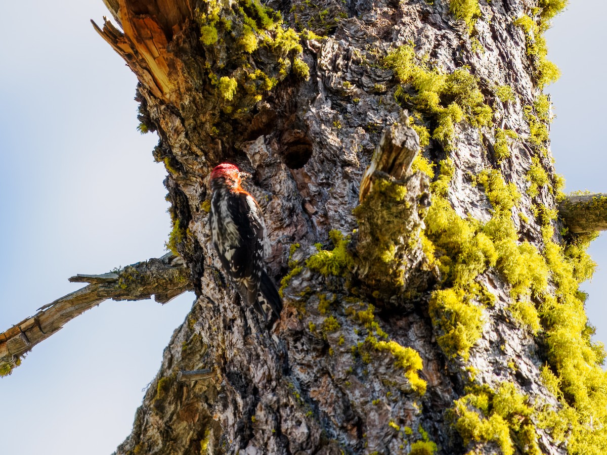 Red-breasted Sapsucker - ML620604481