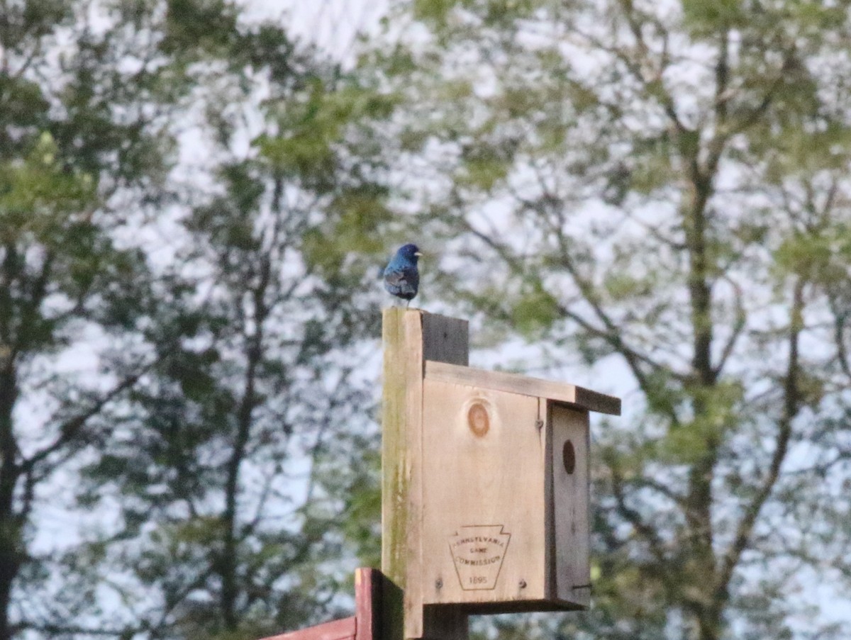 Indigo Bunting - Joe Gyekis