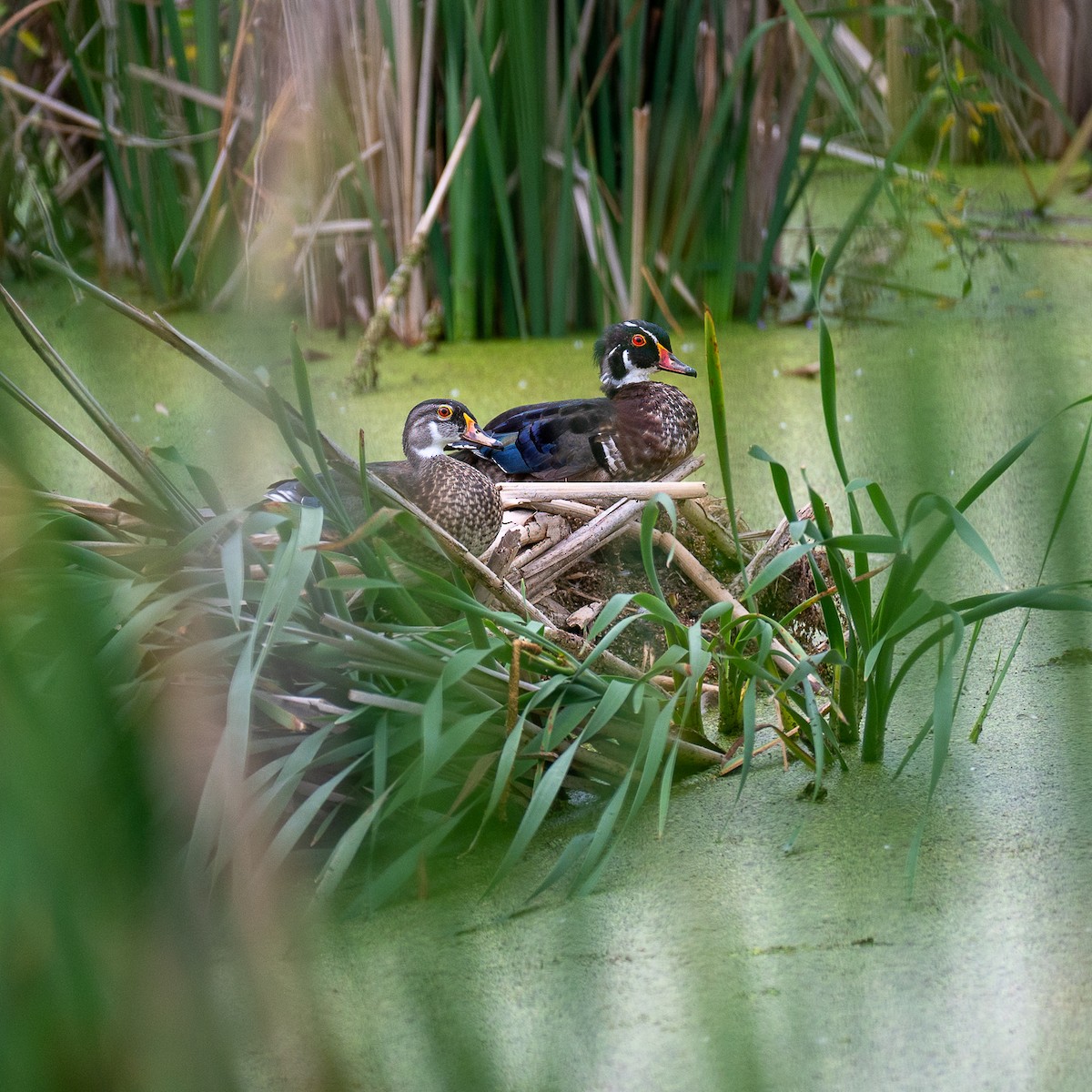 Wood Duck - ML620604491