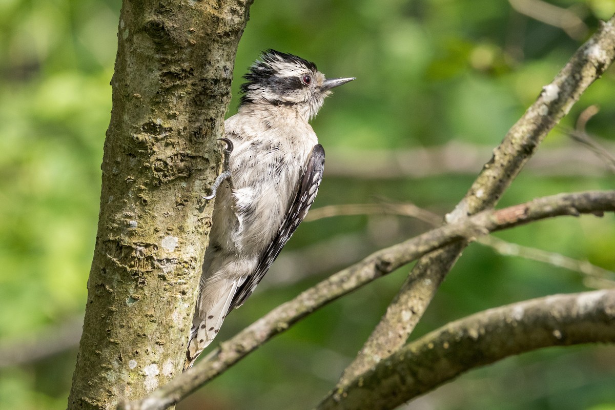 Downy Woodpecker - ML620604492