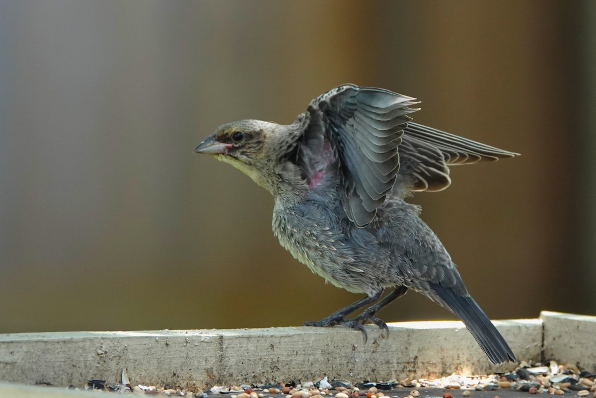 Bronzed Cowbird - ML620604494