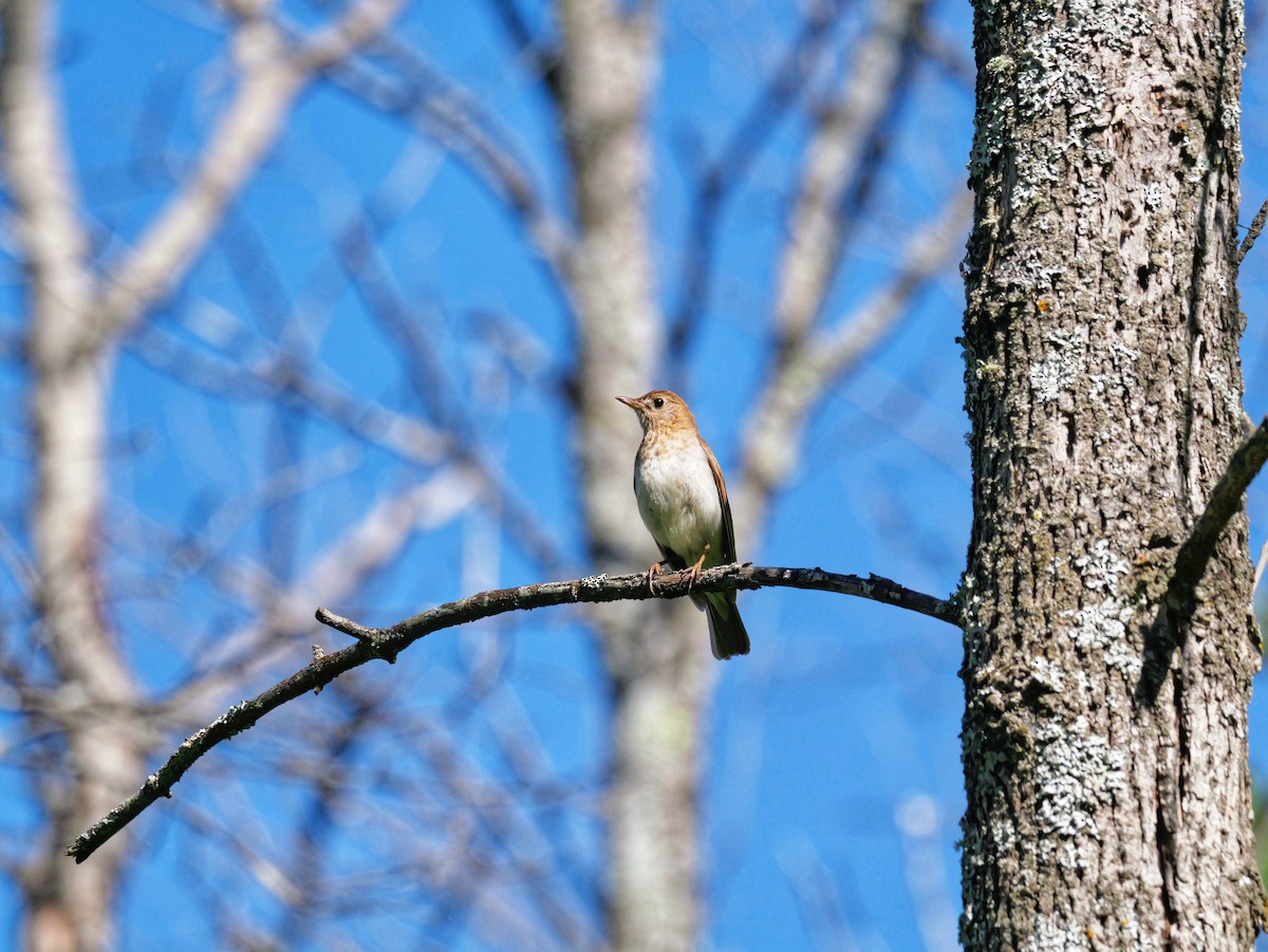 Veery - Jamie Hatcher