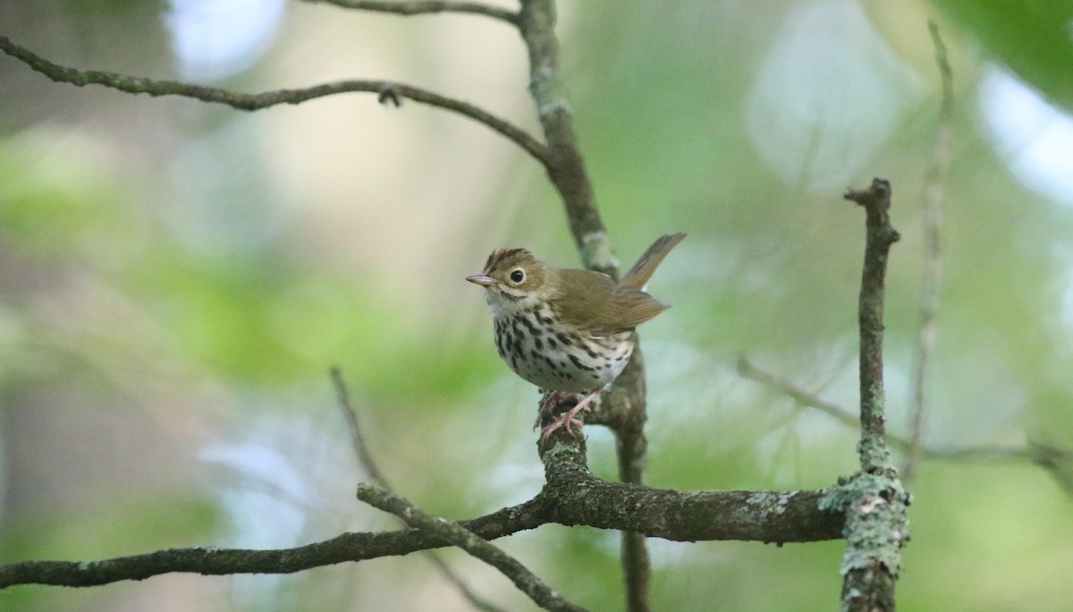 Ovenbird - Joe Gyekis