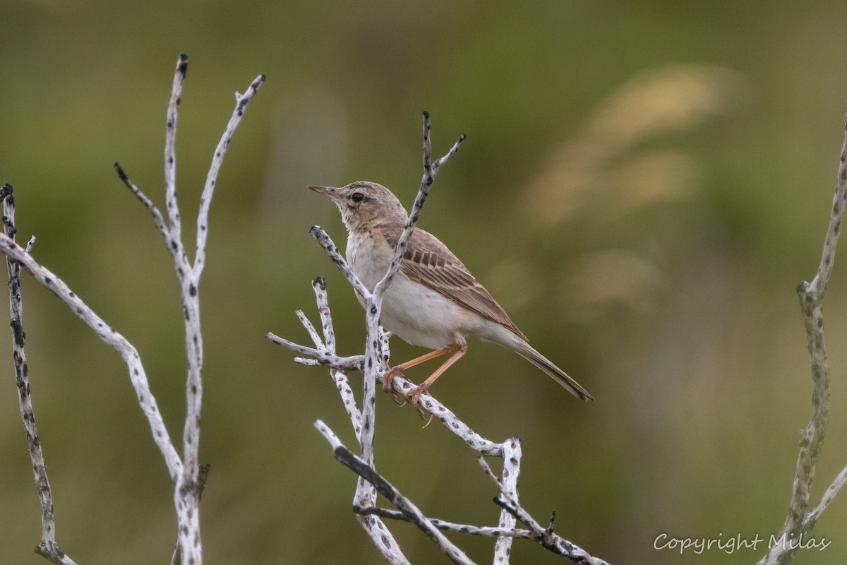 Pipit rousseline - ML620604501