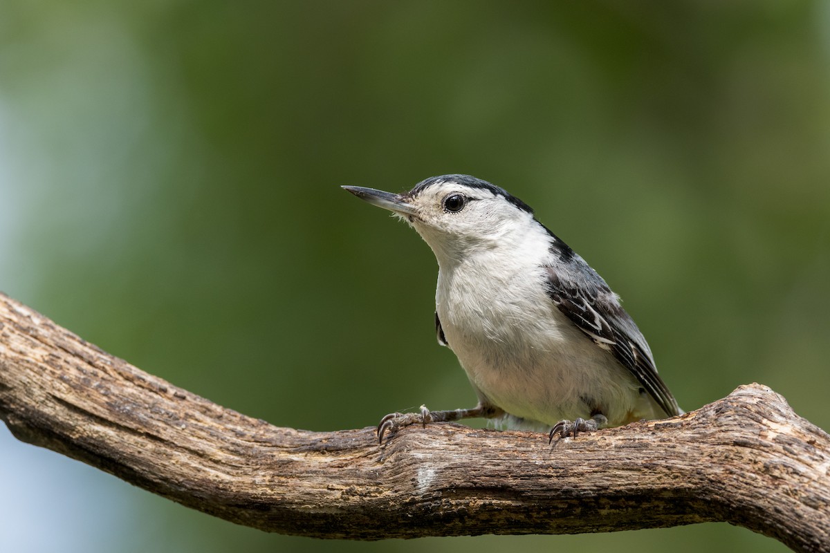 White-breasted Nuthatch - ML620604502