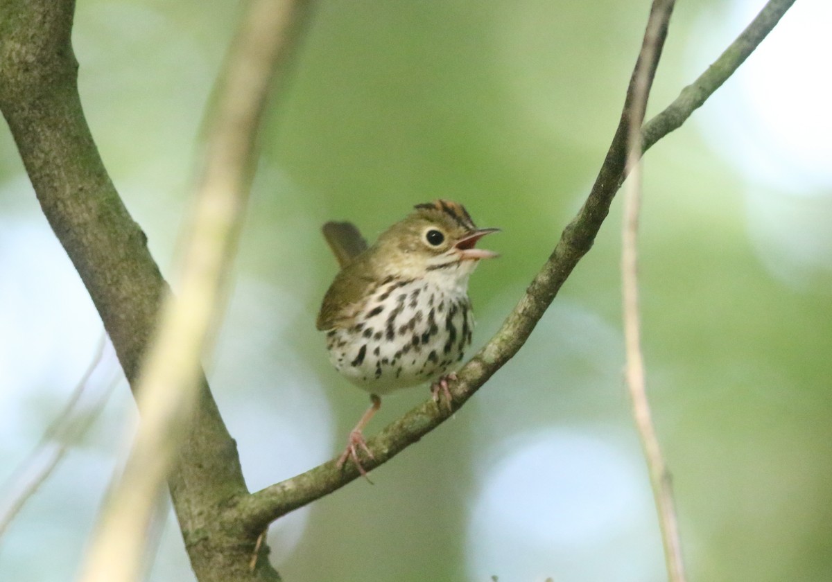 Ovenbird - ML620604503