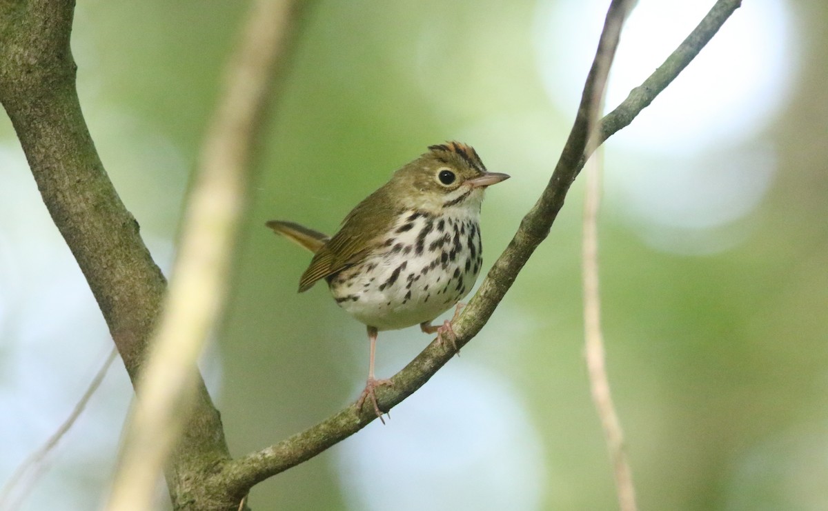 Ovenbird - ML620604504