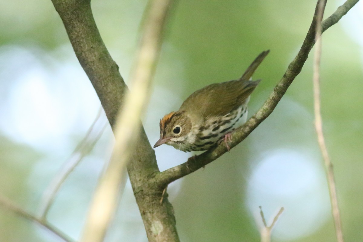 Ovenbird - ML620604505