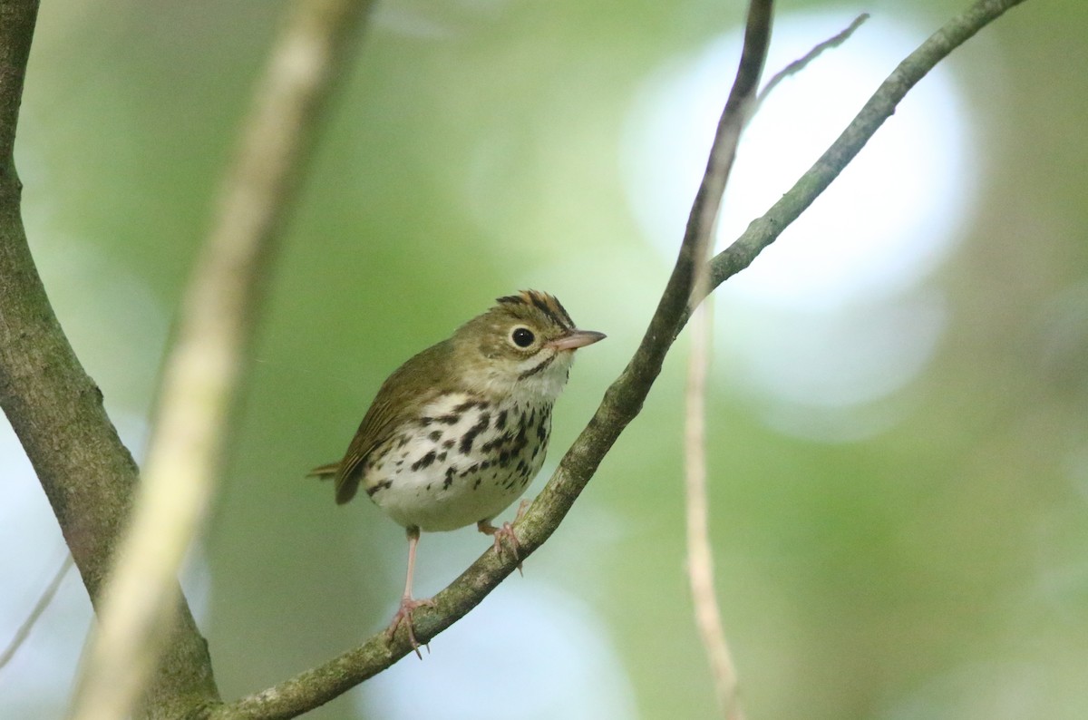 Ovenbird - ML620604509