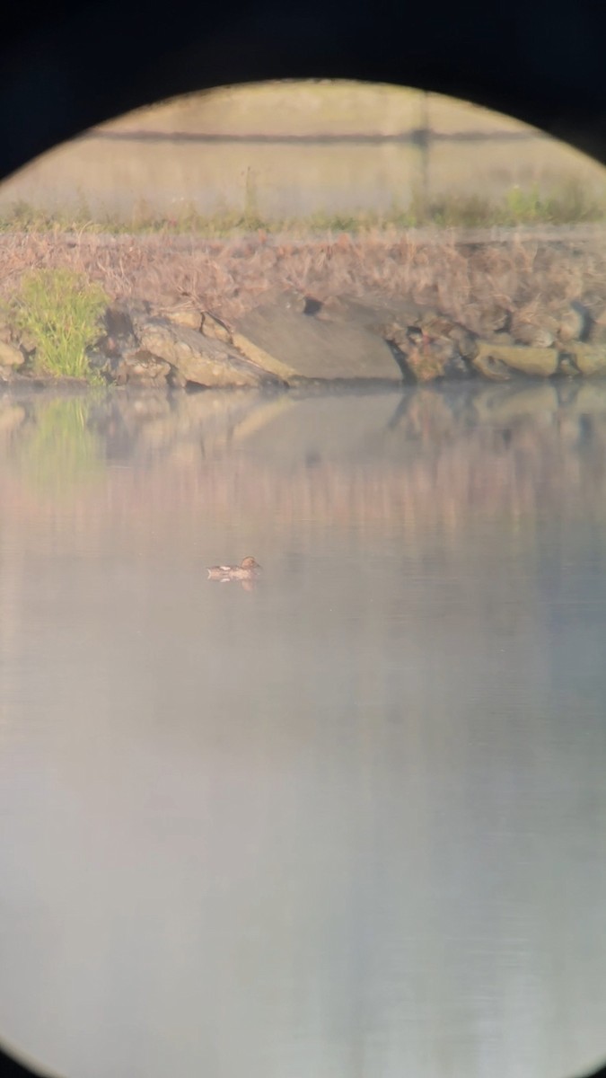 Common/Barrow's Goldeneye - ML620604510