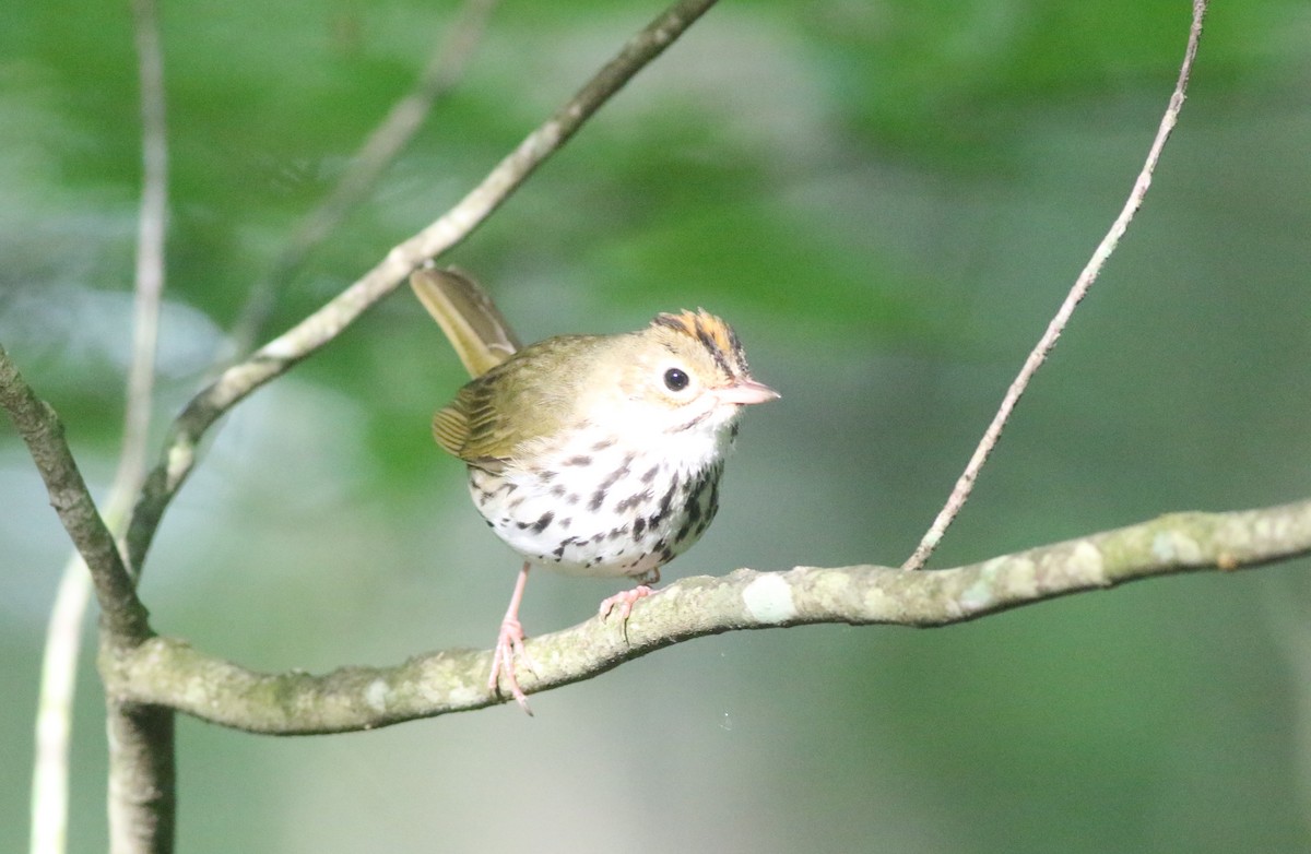 Paruline couronnée - ML620604511